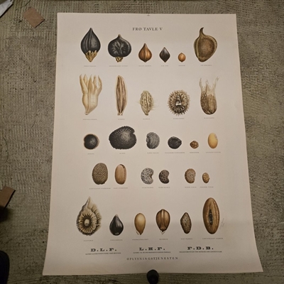 forglemmigej, oksetunge, stedmoderblomster, klinte, tobak for tavle for oplysningstjenesten