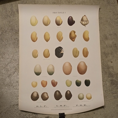 frøtavle med frø tegnet af Ellen Backe rødkløver, gul rundbælg, blodkløver original litografisk tryk oplysningstjenesten