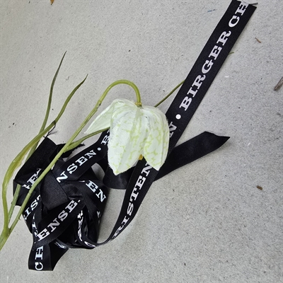 sort-silkeagtigt-bånd-hvidt-tryk-Birger-Christensen-indpakningsbånd-gammelt