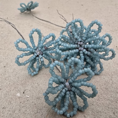 smaabladet-lyseblaa-glasperle-blomst-gammel-fransk-perleblomst