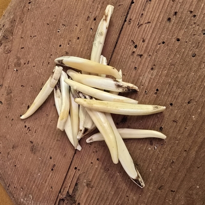 lange-slanke-dyretaender-natur-svensk-taender-gamle
