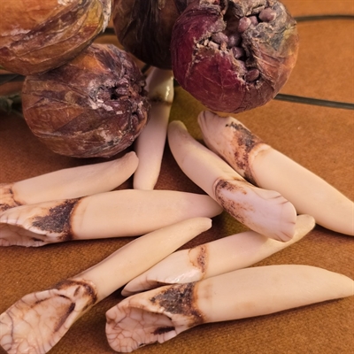 dyretaender-natur-svenske-naturtaender-gamle